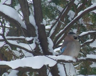 Прикрепленное изображение: pb06.jpg